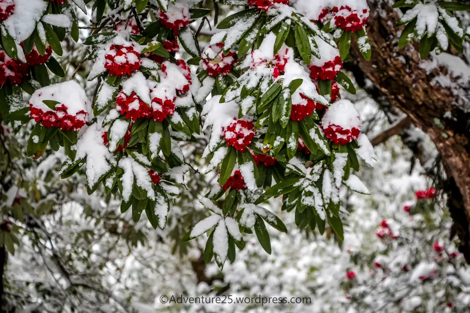 Photo of Deoriatal - My First Snow Trek by Nidhi