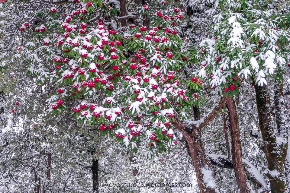 Photo of Deoriatal - My First Snow Trek by Nidhi