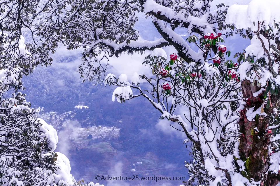 Photo of Deoriatal - My First Snow Trek by Nidhi