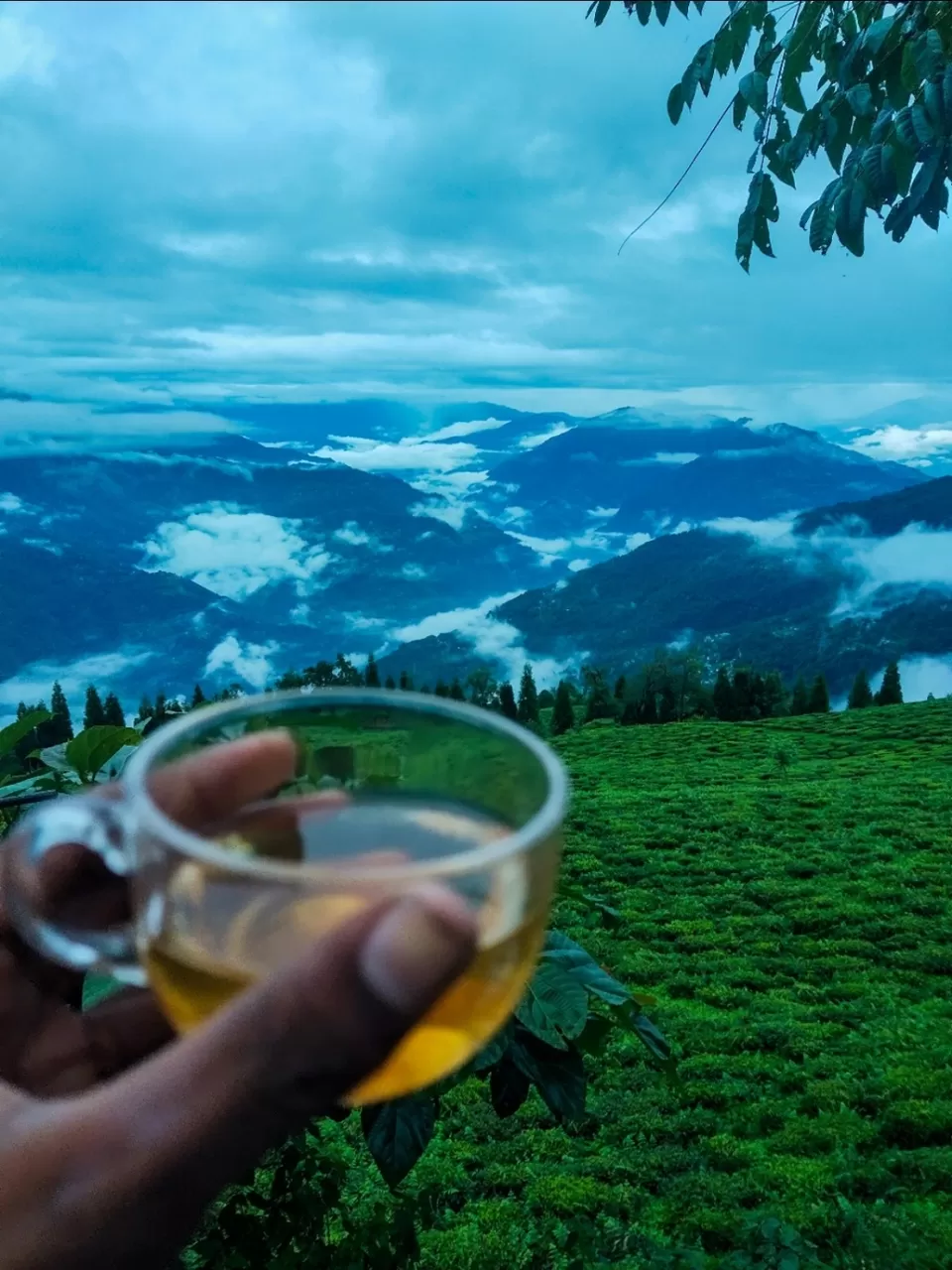 Photo of Temi Tea Garden By Uditbarla Films