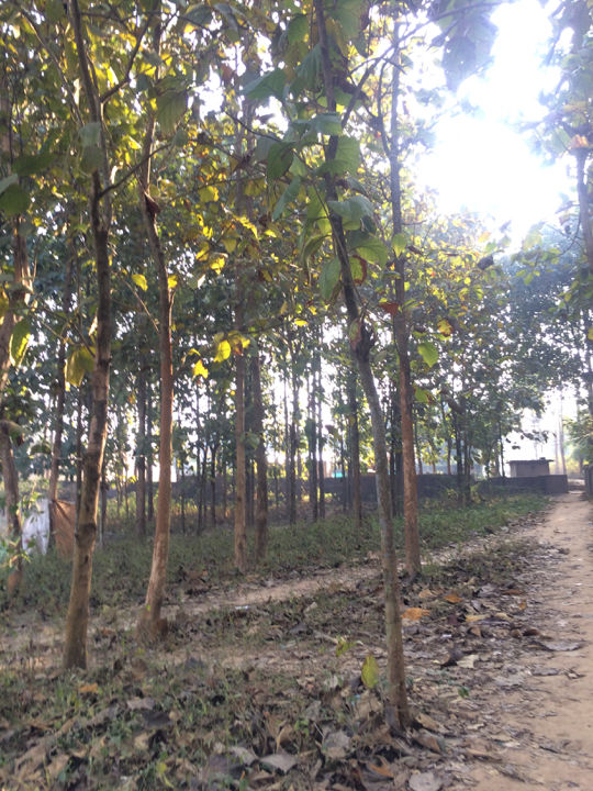 Photo of Dimapur – My Hometown 8/15 by Lemtur w..