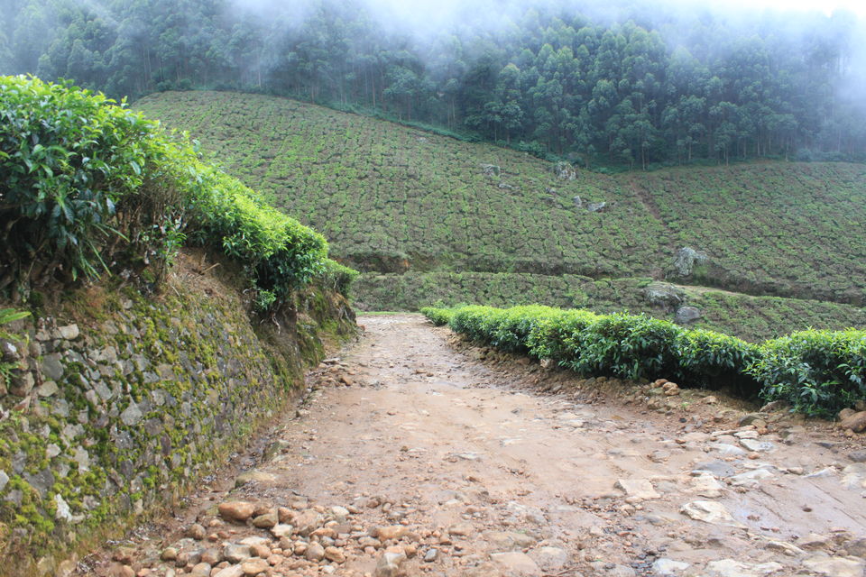 Photo of Amazing 7 days in Kerala including a cyclone!!! 11/14 by Wati Lemtur Dohroo