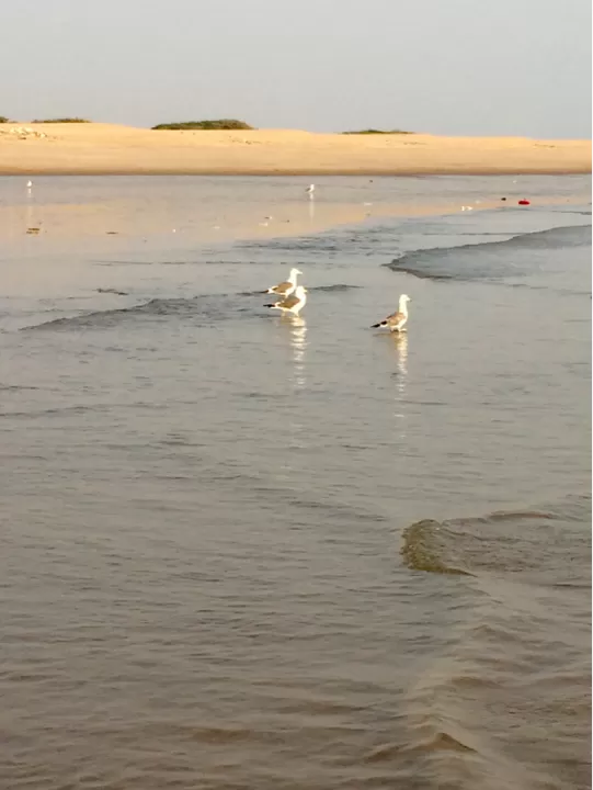 Photo of Mandvi Beach, Mandvi Rural, Gujarat, India by Neha Saraiya
