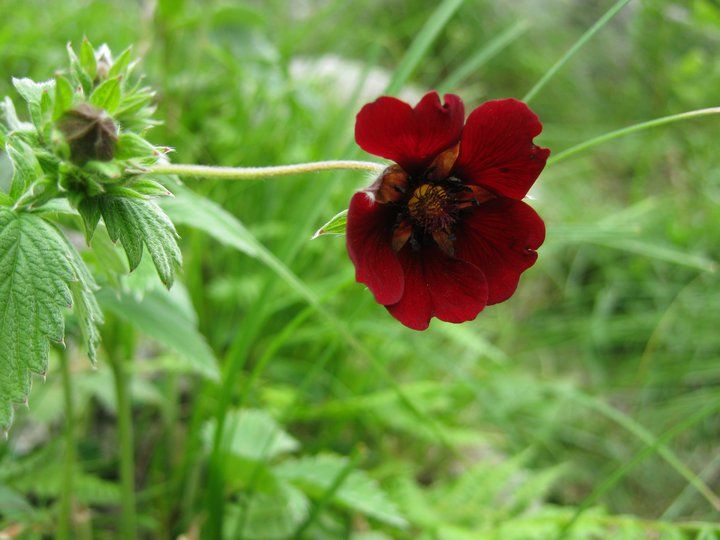 Photo of Triund Diaries 9/20 by Farish Chander