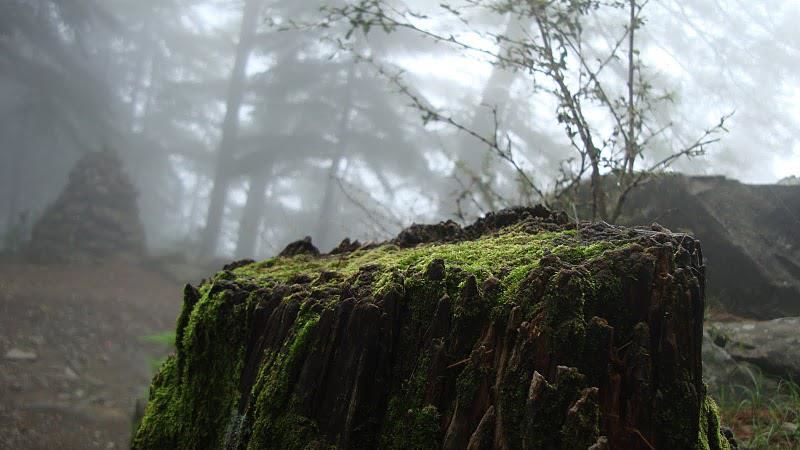 Photo of Triund Diaries 16/20 by Farish Chander