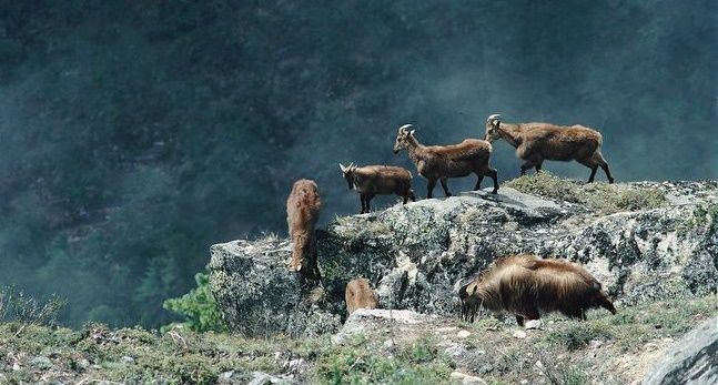 Photo of Days without the Himalayas! 2/11 by Farish Chander