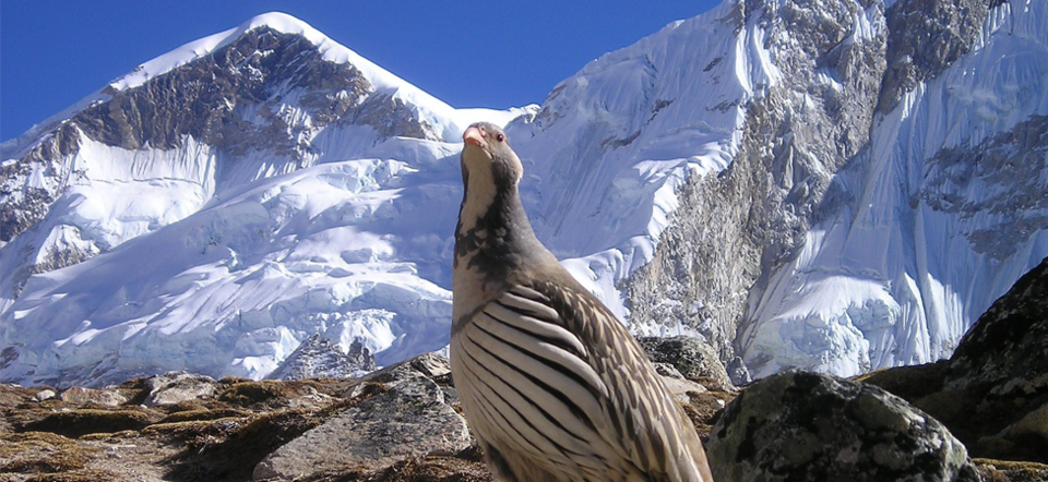 Photo of Days without the Himalayas! 6/11 by Farish Chander