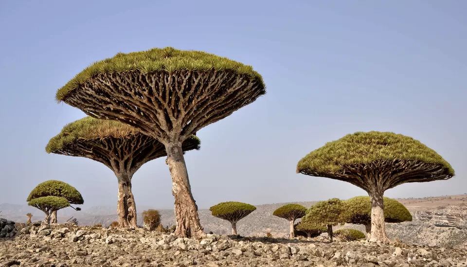 Photo of Socotra, Hadhramaut Governorate, Yemen by Sonalika Debnath