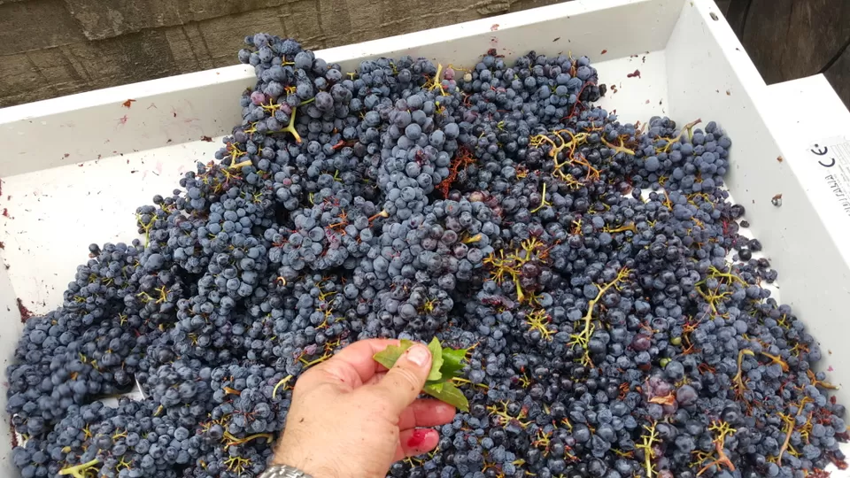 Photo of Drače, Croatia by Sonalika Debnath