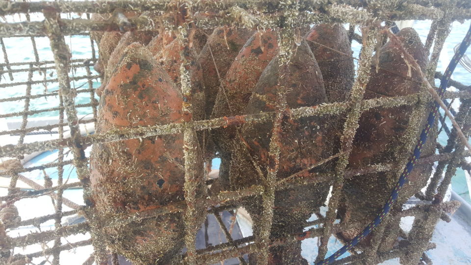 Photo of Edivo Vina Is The World's First Underwater Winery: Go Diving Here For A Good Bottle Of Wine by Sonalika Debnath