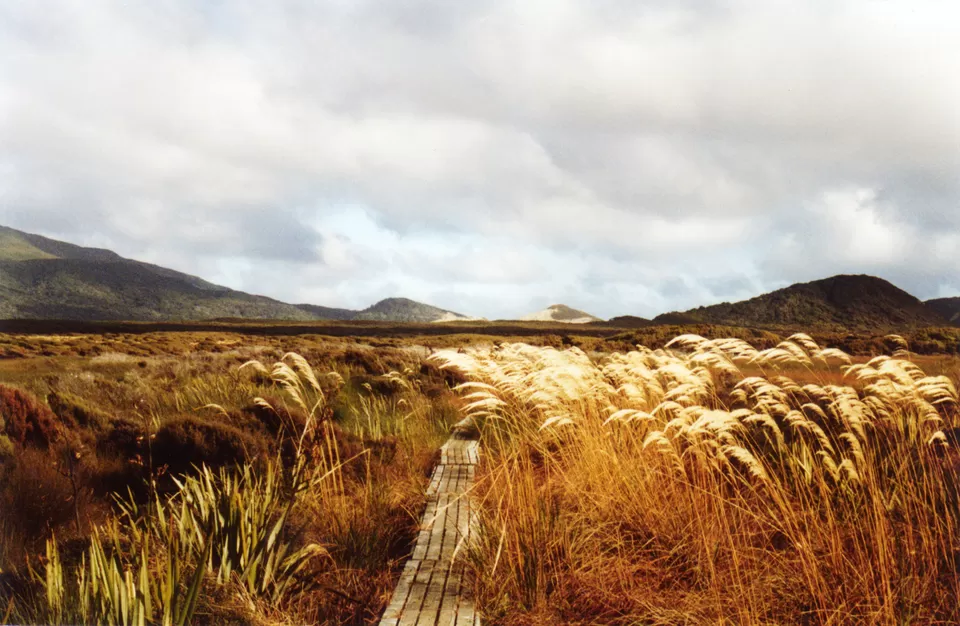 Photo of Stewart Island, Southland, New Zealand by Sonalika Debnath
