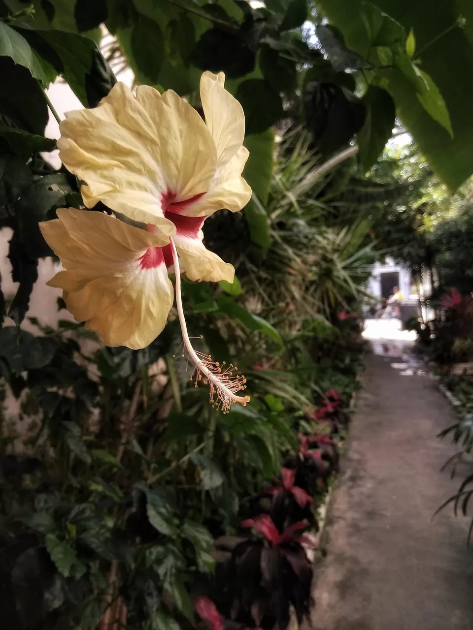 Photo of Artika Cafe Gallery, La Bourdonnais Street, White Town, Puducherry, India by Sonalika Debnath