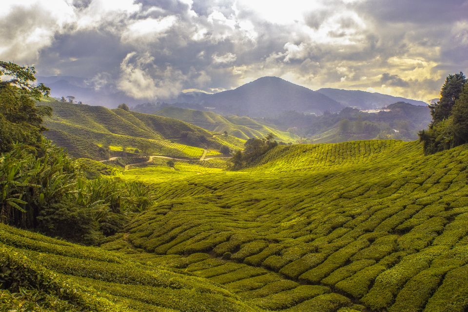 Photo of Head To These Gorgeous Tea Plantations in India, For More Than Just A Cup Of Chai 1/1 by Sonalika Debnath