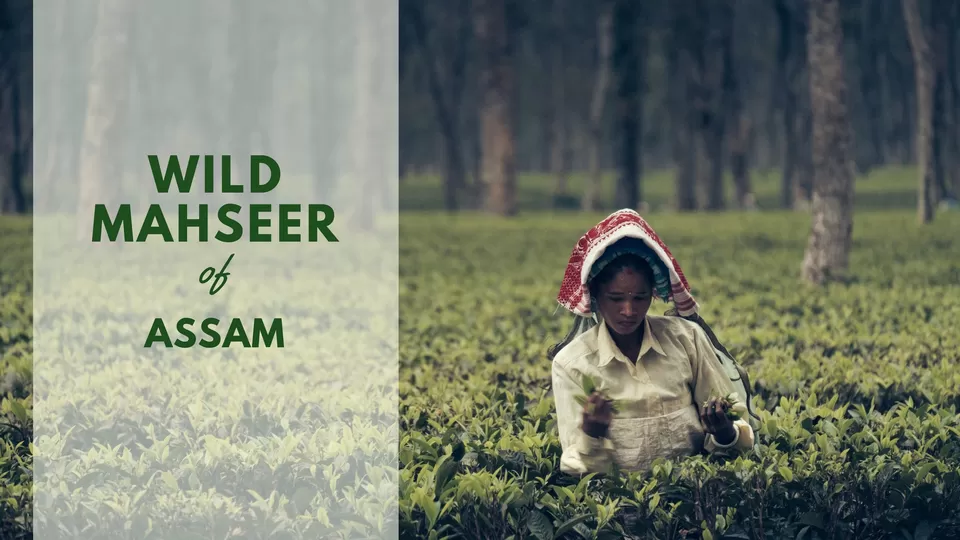 Photo of Wild Mahseer - Eastern Himalayan Botanic Ark, Balipara, Assam, India by Sonalika Debnath