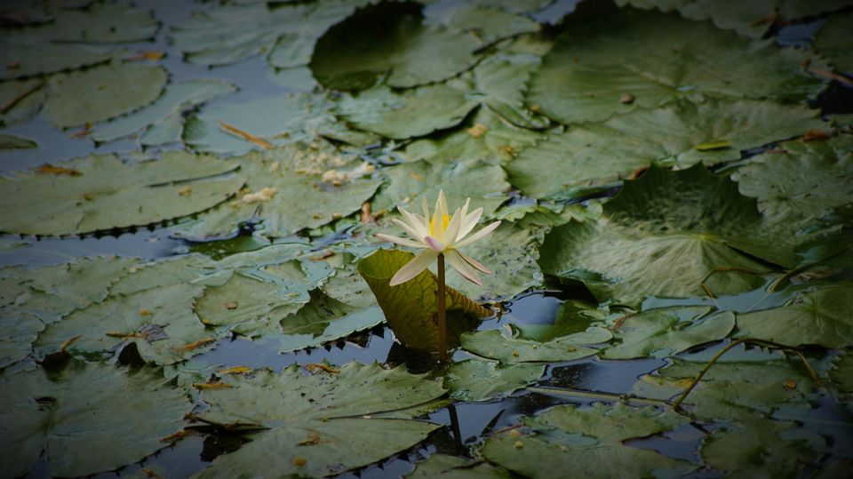 Photo of Nagore, Nagapattinam, Tamil Nadu, India by Sonalika Debnath