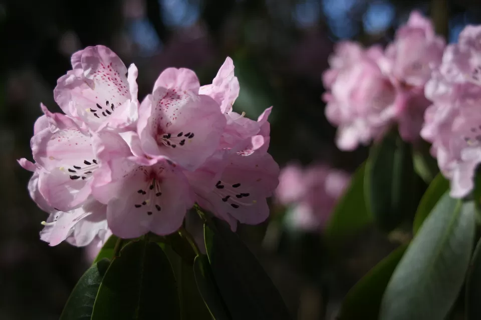 Photo of Barsey Rhododendron Sanctuary, West Sikkim, Sikkim, India by Sonalika Debnath