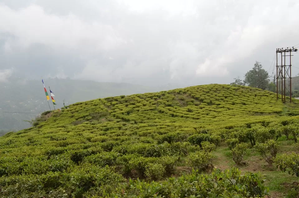 Photo of Happy Valley Tea Estate, Darjeeling, West Bengal, India by Sonalika Debnath