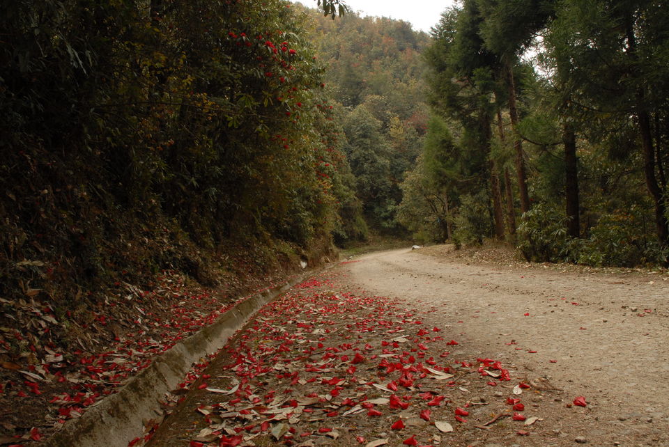 Photo of This Spectacular Trek in Sikkim Will Leave You Inspired And Awestruck by Sonalika Debnath