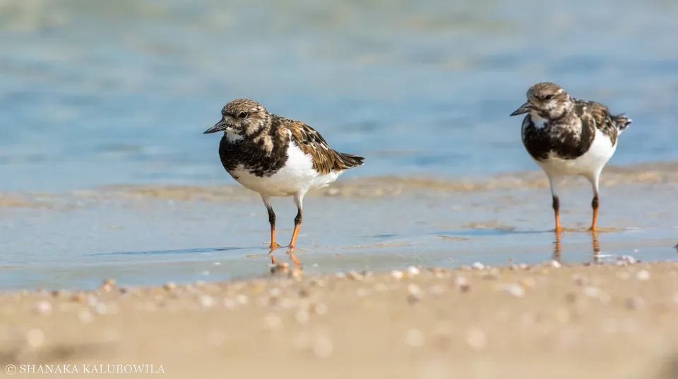 Photo of Mannar, Northern Province, Sri Lanka by Sonalika Debnath