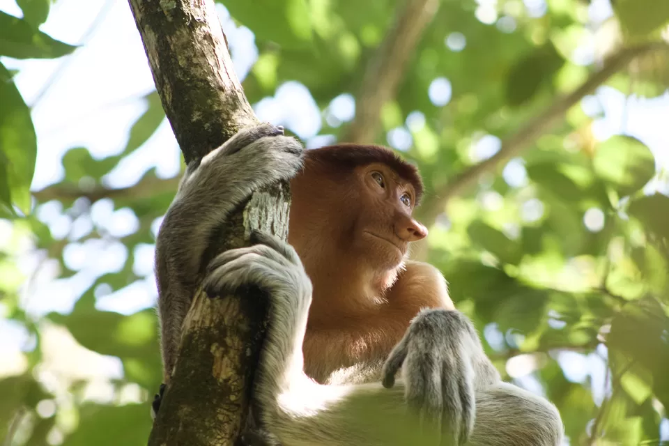 Photo of Kinta Nature Park Batu Gajah Perak Malaysia by Sonalika Debnath