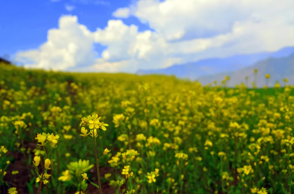 Photo of Taluka, Uttarakhand, India by Sonalika Debnath