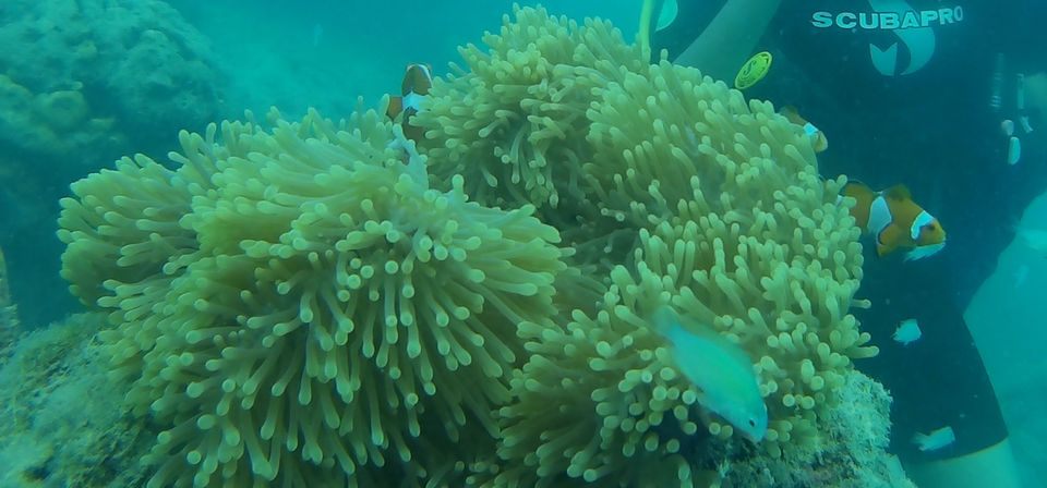 Photo of The picturesque coral reefs of Andamans by Vibhooti Bhatnagar