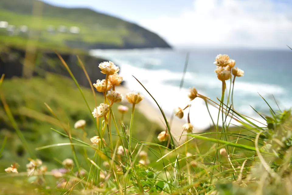 Photo of Coumeenoole Beach, Coumeenoole North, County Kerry, Ireland by Priya Saxena