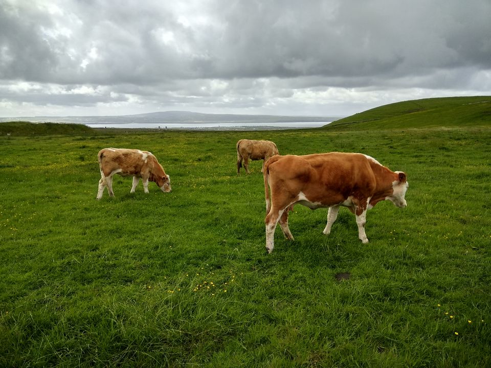 Photo of The Irish Craic: 5 Days in Emerald Isle in Summers by Priya Saxena