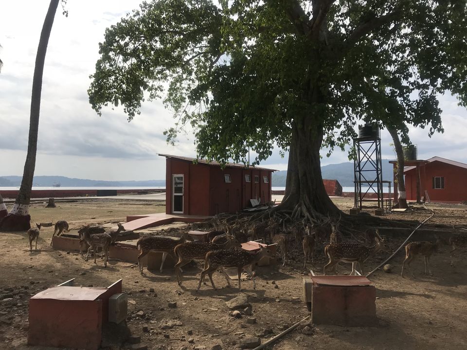 Photo of Ross Island by Priya Saxena