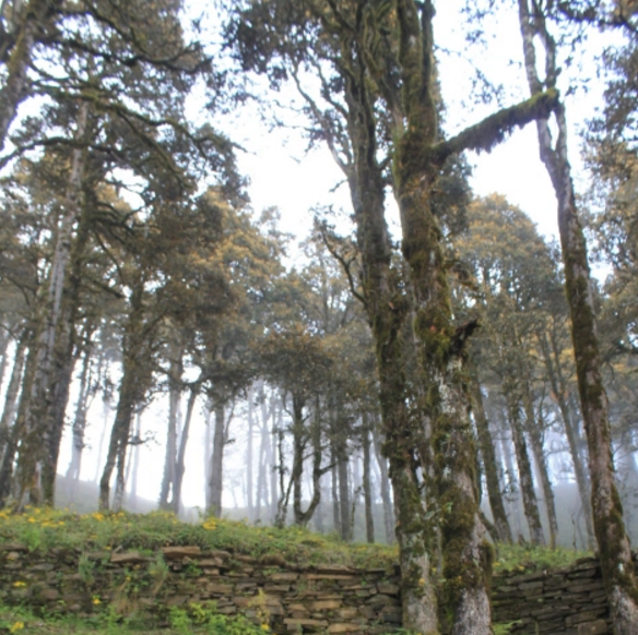 Photo of Himalayan Ballbuster 4/8 by johnny b