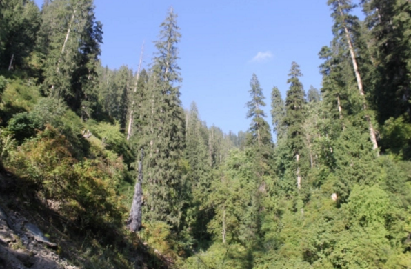 Photo of Himalayan Ballbuster 5/8 by johnny b