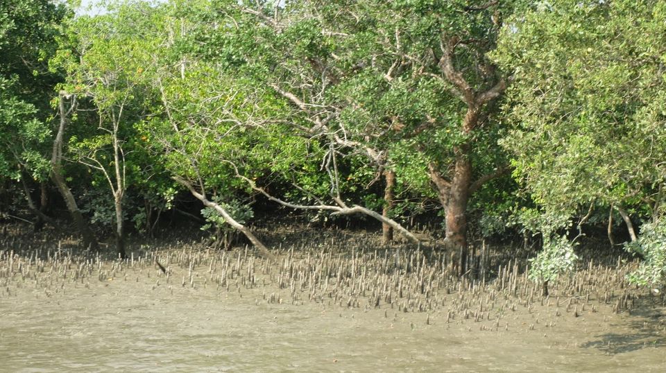 Photo of Sundarbans Wetlands by Kasturi Karuna