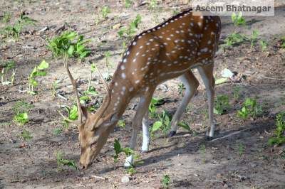 Photo of Corbett National Park – My tryst with nature, forests and wildlife 1/13 by Aseem Bhatnagar