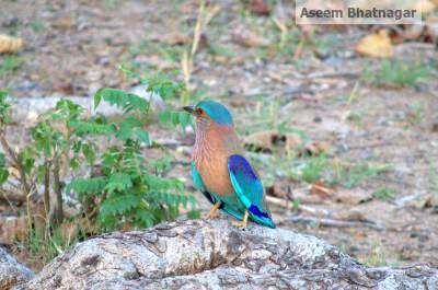 Photo of Corbett National Park – My tryst with nature, forests and wildlife 2/13 by Aseem Bhatnagar