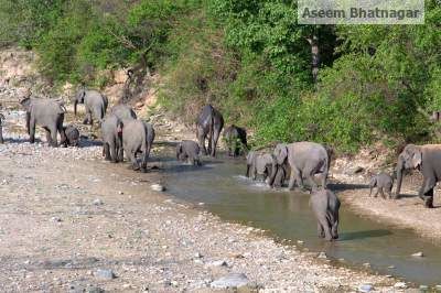 Photo of Corbett National Park – My tryst with nature, forests and wildlife 6/13 by Aseem Bhatnagar