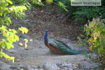 Photo of Corbett National Park – My tryst with nature, forests and wildlife 7/13 by Aseem Bhatnagar