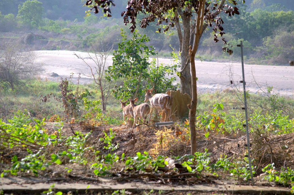 Photo of Corbett National Park – My tryst with nature, forests and wildlife 12/13 by Aseem Bhatnagar