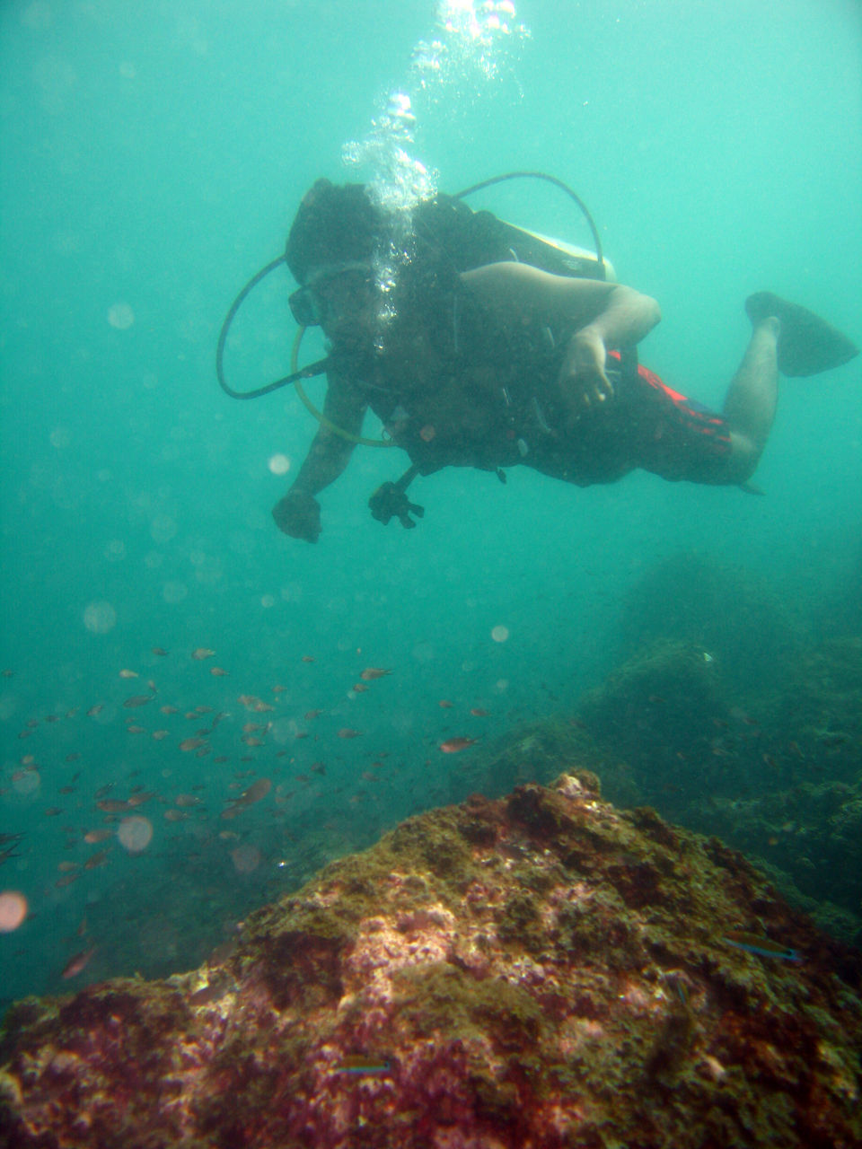 Photo of Scuba Diving at Netrani Island by Supriya Nagaraja