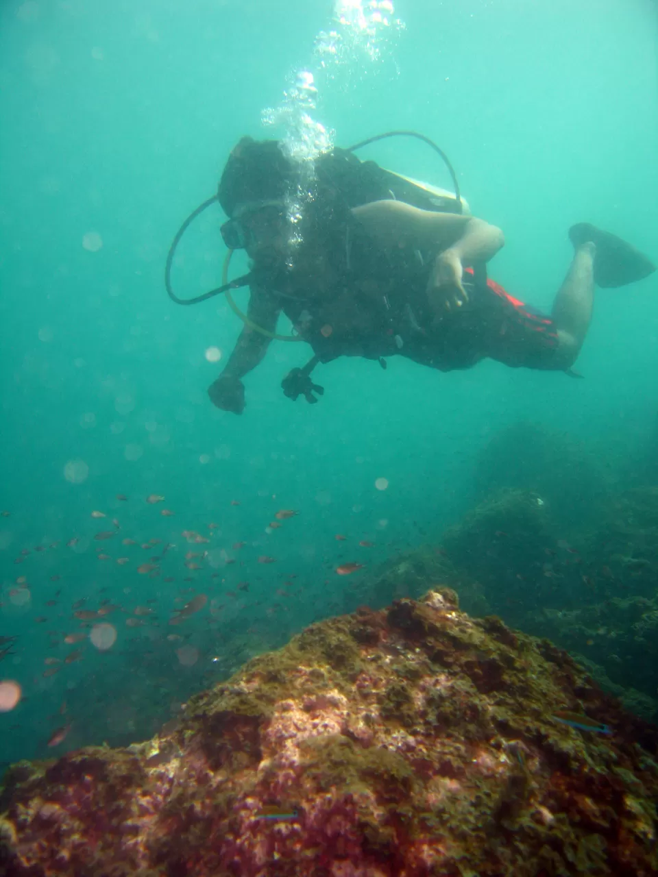 Photo of Scuba Diving at Netrani Island by Supriya Nagaraja