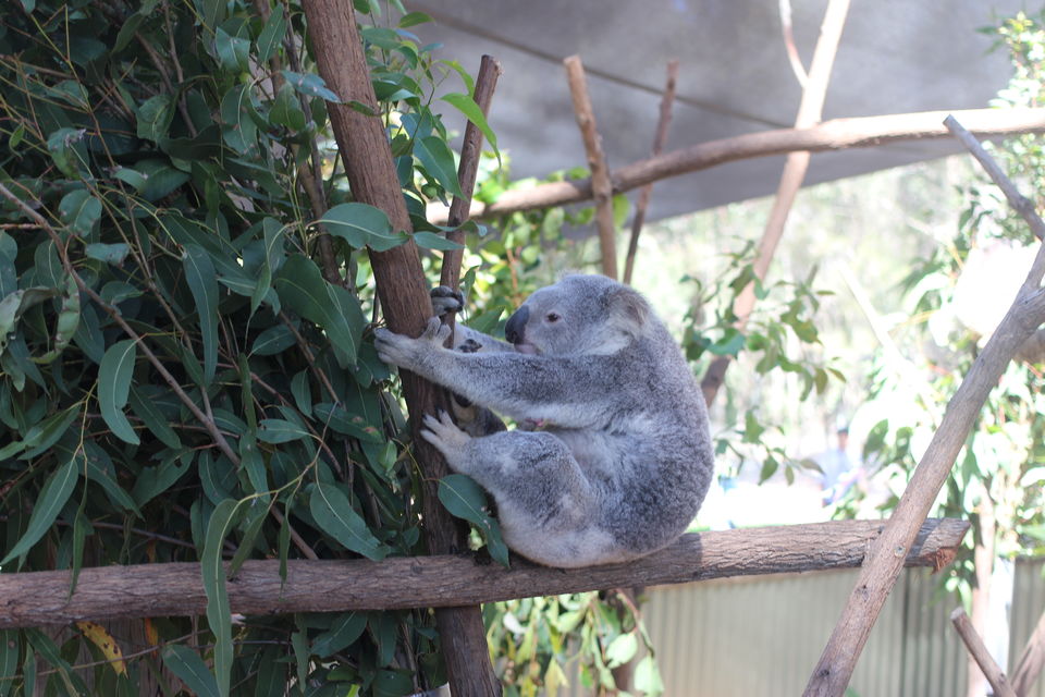 Photo of The Lucky Country: Australia (Part 1- Gold Coast) 6/46 by Shriranjani Rao