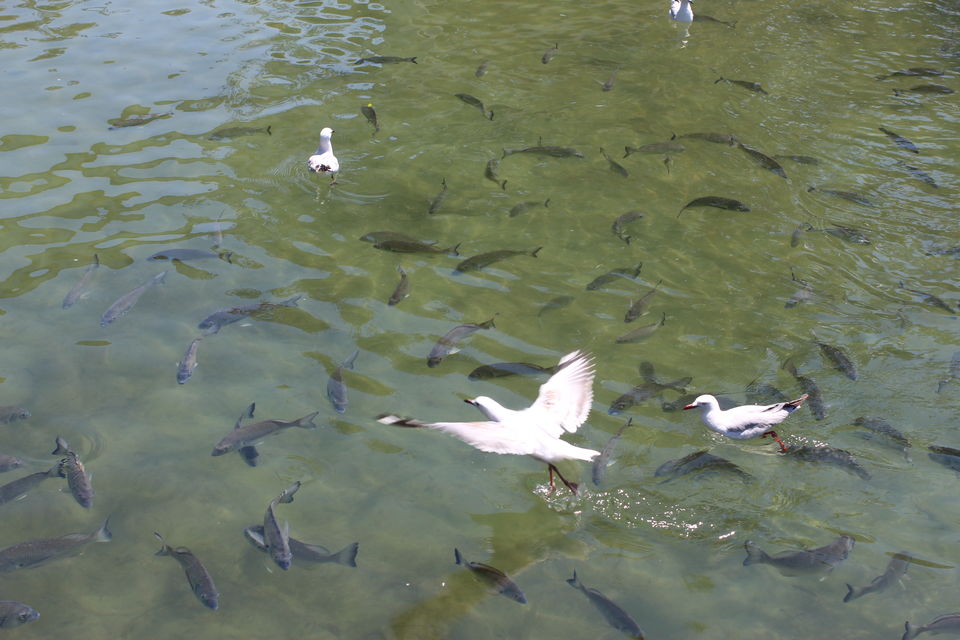 Photo of The Lucky Country: Australia (Part 1- Gold Coast) 22/46 by Shriranjani Rao