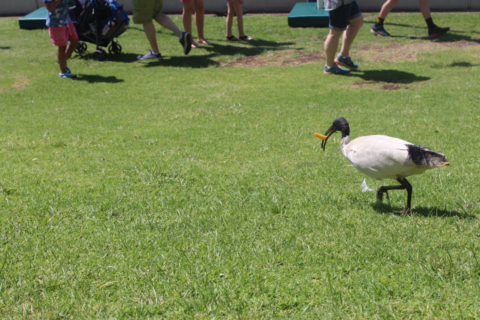 Photo of The Lucky Country: Australia (Part 1- Gold Coast) 27/46 by Shriranjani Rao