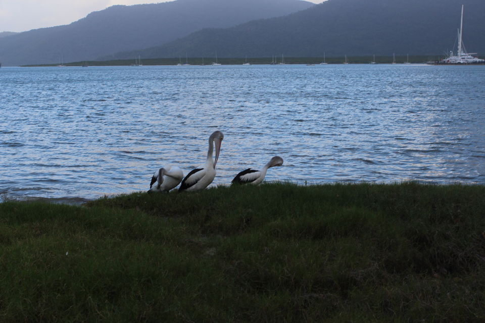 Photo of The Lucky Country: Australia (Part 2 – Cairns) 10/40 by Shriranjani Rao