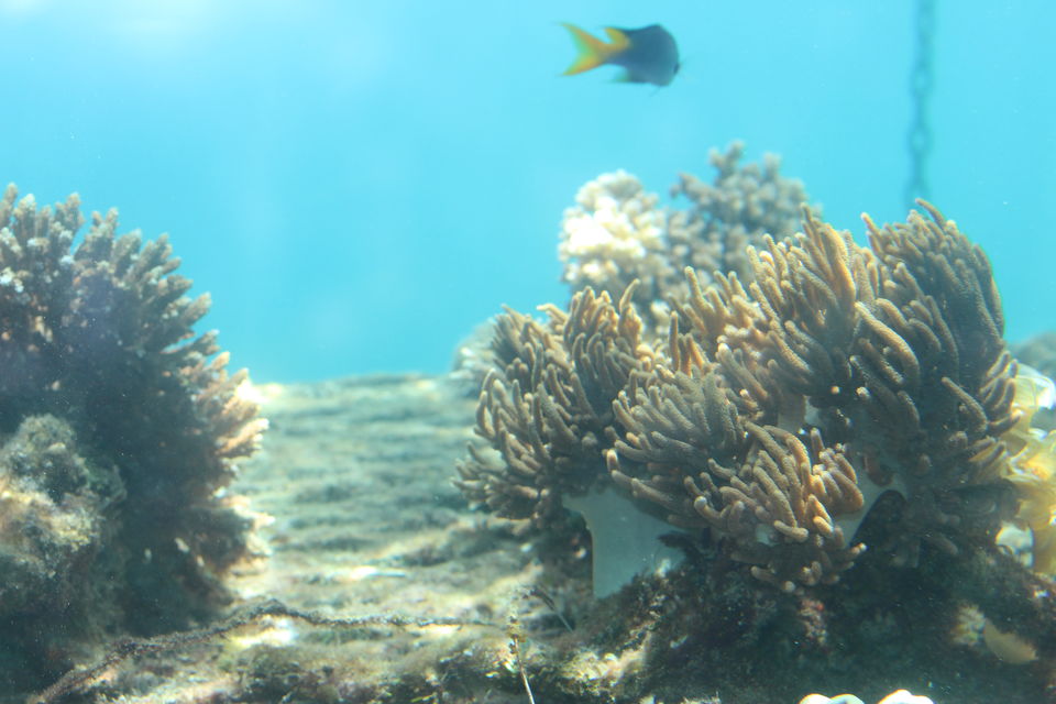 Photo of The Lucky Country: Australia (Part 2 – Cairns) 19/40 by Shriranjani Rao