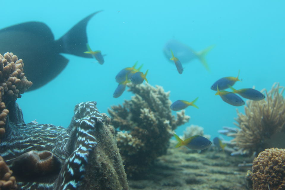 Photo of The Lucky Country: Australia (Part 2 – Cairns) 25/40 by Shriranjani Rao