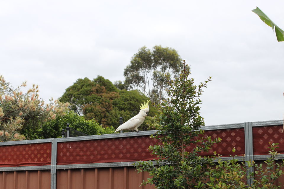 Photo of The Lucky Country :: Australia Part 3- Sydney 2/35 by Shriranjani Rao