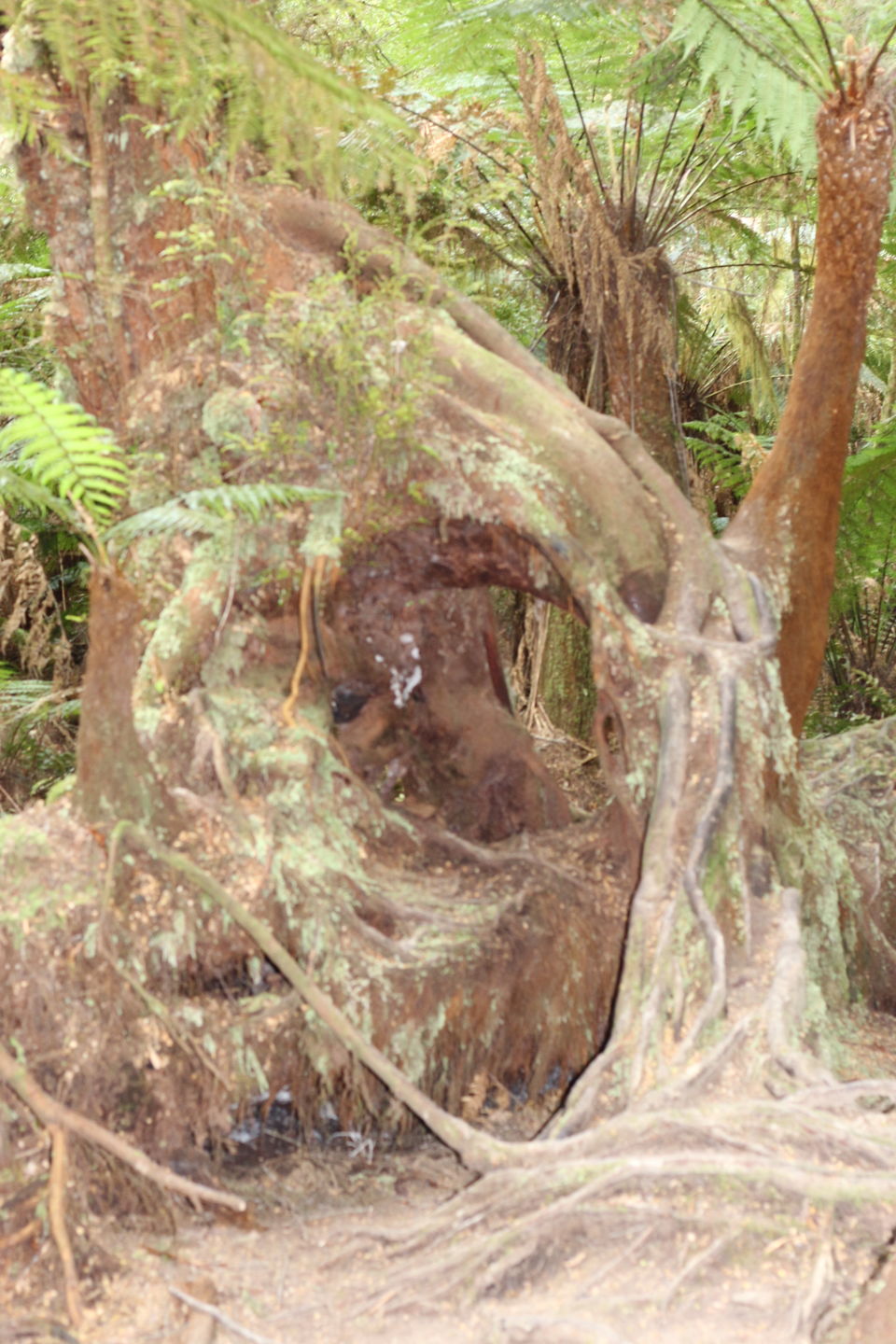 Photo of The Lucky Country : Australia Part 4-Melbourne 13/28 by Shriranjani Rao