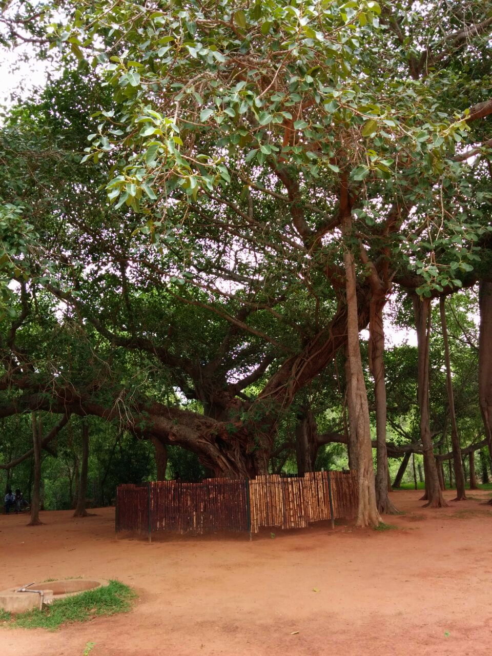 Photo of 10 Reasons Why Pondicherry Should Be Your Next Travel Destination 7/23 by Avni Kapoor