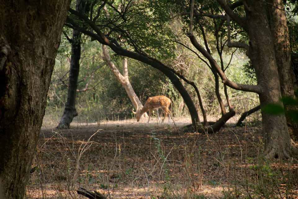Photo of Backpacking With Birds – Bharatpur 2/22 by Avni Kapoor