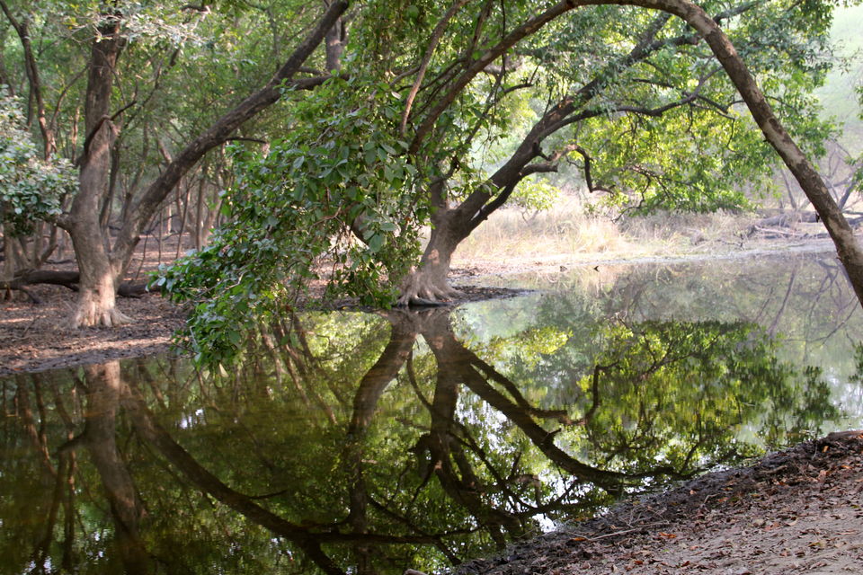 Photo of Backpacking With Birds – Bharatpur 3/22 by Avni Kapoor